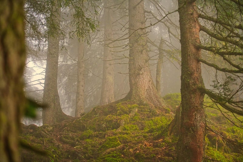 Forest Bathing